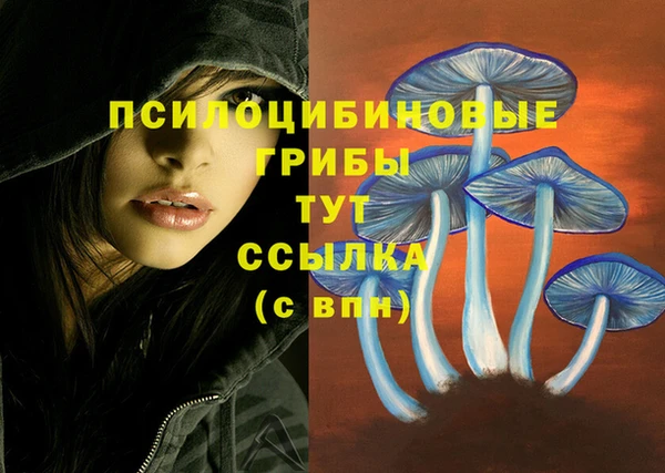 PSILOCYBIN Белокуриха