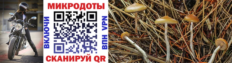 Купить закладки  Обнинск  Псилоцибиновые грибы MAGIC MUSHROOMS 